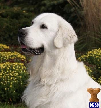 Golden Retriever stud dog